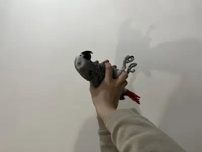 Loro Yaco gris africano busca hogar consciente y paciente