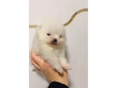 Pomerania blanco hembra pequeña y sociable