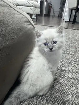 Котята породы рэгдолл