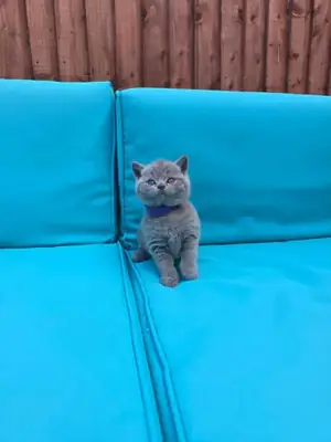 British Blue kittens