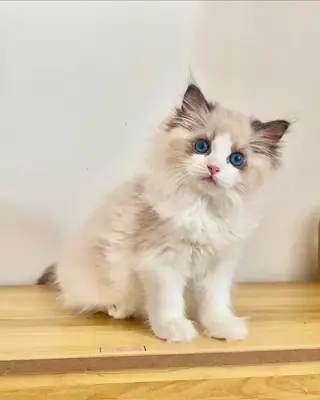 雄性和雌性布偶猫幼崽
