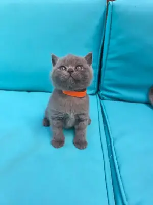 British Blue kittens available 