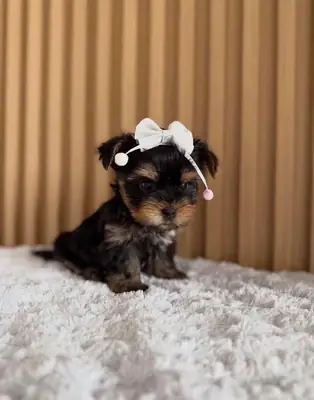 Disponible camada de Yorkshire Terrier