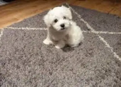 Adopcion Los cachorros bichon maltes