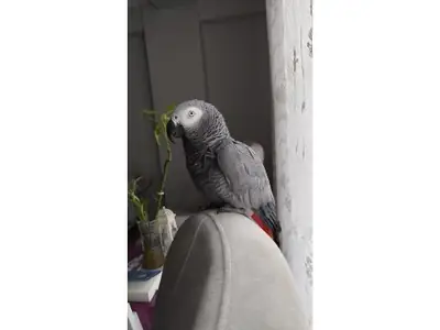 Loro Yaco africano extremadamente inteligente en adopción responsable
