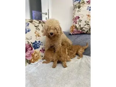 Caniche marrón adulto equilibrado en adopción consciente