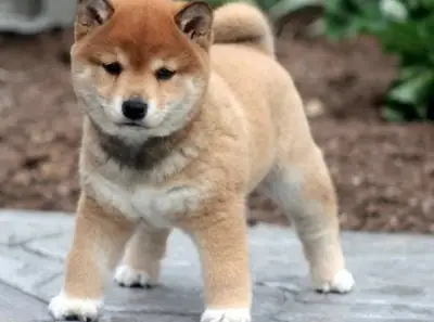 Shiba Inu rojo independiente pero leal disponible