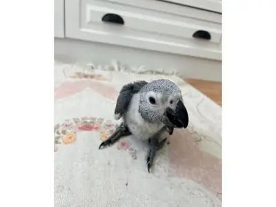 Африканский серый жако ищет ответственного хозяина