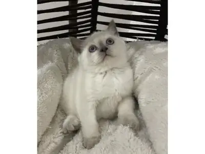 Британская короткошёрстная голубого окраса с уравновешенным характером