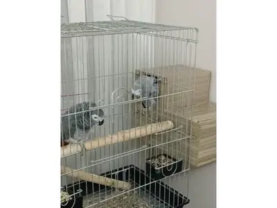 聪明且亲人的非洲灰鹦鹉寻找新家庭