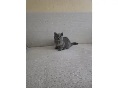 性格沉稳的英国短毛猫对外出售