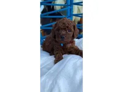 棕色贵宾犬寻找有耐心的新家庭