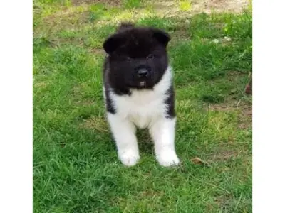 气质沉稳的秋田犬幼犬出售