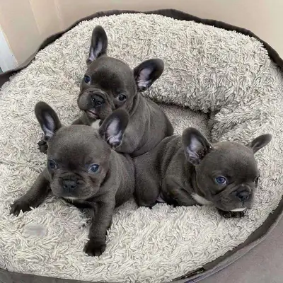 Yeni yuvalarını bekleyen Fransız Bulldog yavruları.