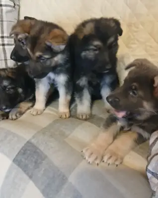Stunning German Shepherd pups