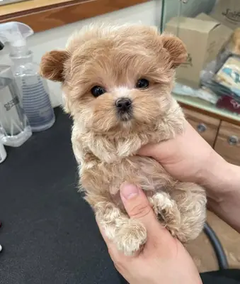 ¡Adorable cachorro Maltipoo busca un hogar lleno de amor!