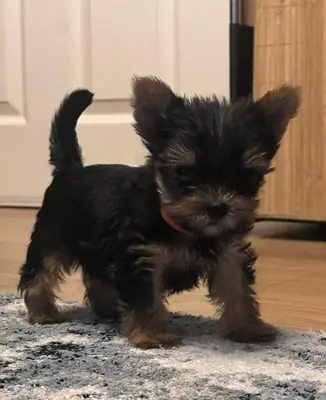 Yorkshire terrier