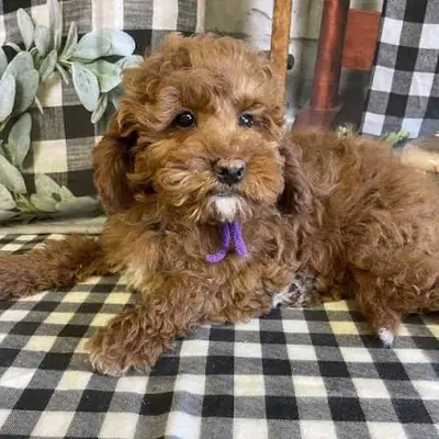 Mixed breed dog