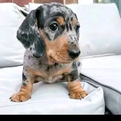 Adorable Dachshund Puppies For Adoption