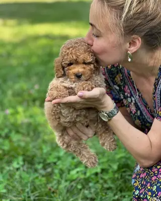 Cachorros Maltipoo en adopción
