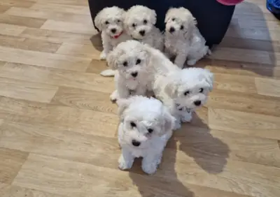 Bichon Frise puppies for sale.
