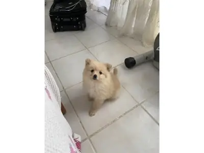 可爱白色博美犬寻找温暖家庭