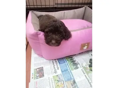 温顺棕色贵宾犬需要新家