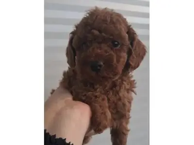 棕色贵宾犬聪明活泼出售