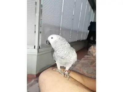 活泼聪明灰色Jako 寻找新家庭