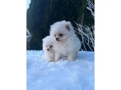 白色可爱博美犬出售