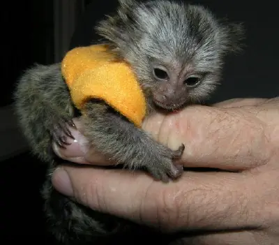 Pygmy Marmoset Monkeys Available