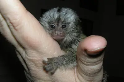 Cute,  Healthy Marmoset Monkeys