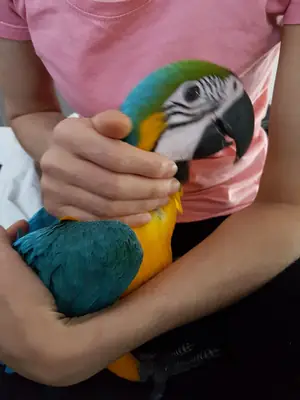 Mavi ve Altın Renkli Makav Papağanları satılık