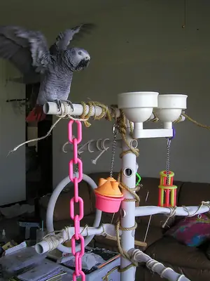 Lovely African Grey Parrots for sale