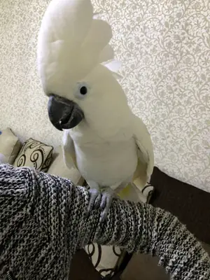 Şemsiye Kakaduları satılık