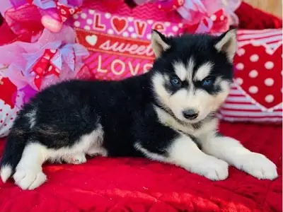 Cachorros de Husky Siberiano adorables. Contáctanos por WhatsApp para más información: +27848239748