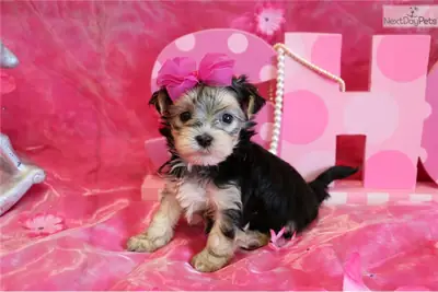 Purebred Tiny Yorkie Puppies. whatsapp us for details:+27848239748
