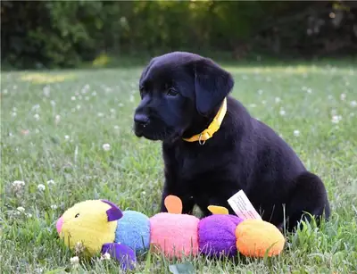 Cachorros de Labrador adorables. Contáctanos por WhatsApp para más información: +27848239748