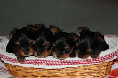 Adorable purebred Yorkshire Terrier puppies