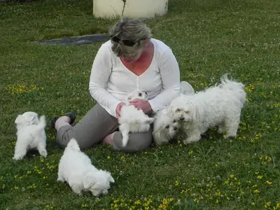 Purebred Maltese Bichon Puppies