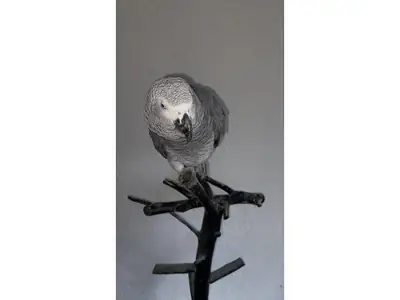 Попугай породы Яко, который любит общаться с людьми, доступен для усыновления.