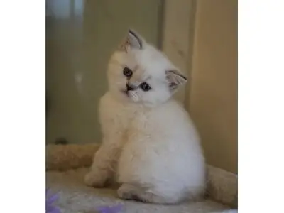 一只性格温顺的英国短毛猫幼崽，在家庭环境中长大。