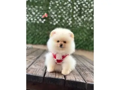 Beyaz Pomeranian yavru enerjik ve sosyal