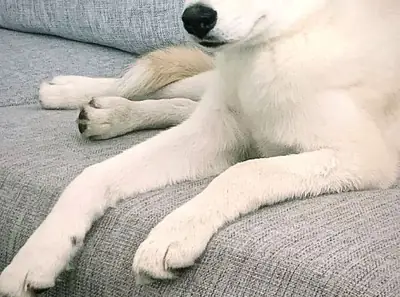 Enerjik ve oyuncu Husky sahiplendirilecektir