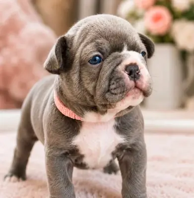 Beautiful Pedigree French Bulldog 