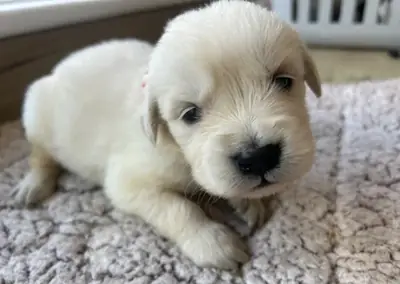 Muhteşem golden retriever yavruları