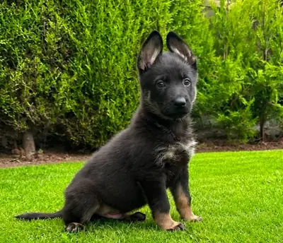 The ultimate german shepherd pups