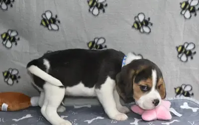 Hermosos cachorros beagle