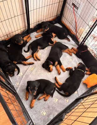 Rottweiler puppies!