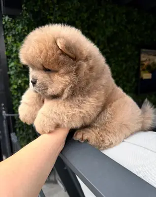 🧸Beautiful chow chow puppies 🧸